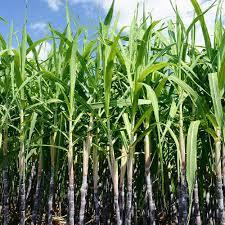 Gran Oportunidad de Inversión! Terreno Agrícola y Ganadero en Jiquilisco, Usulután