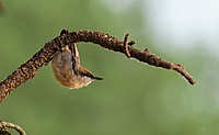 CB Photography Brown-Headed Nuthatch