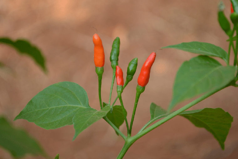 Sini Milagai | சீனி மிளகாய்