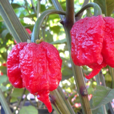 Assortiment de piments frais
