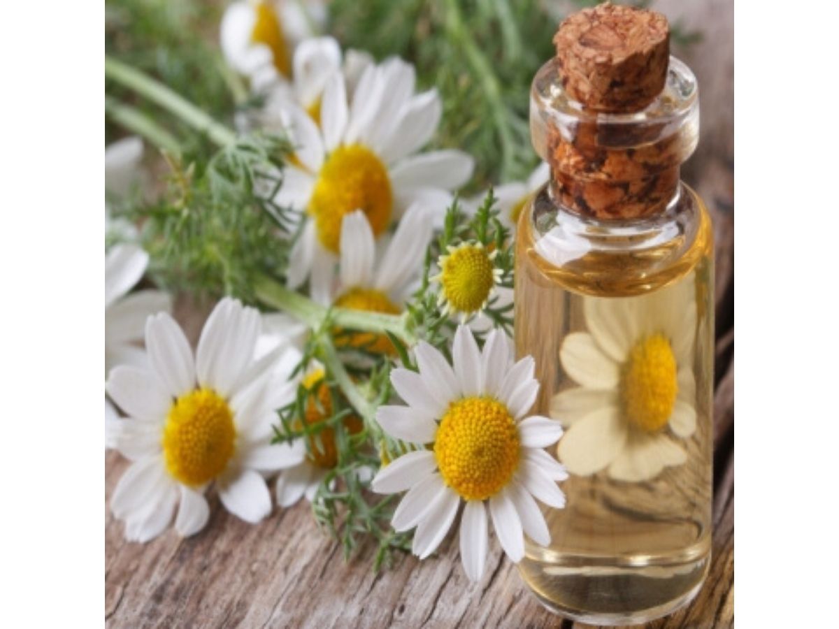 Chamomile  Essential Oil