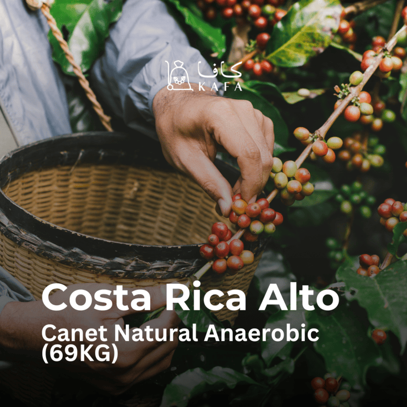 Costa Rica - Alto Canet Natural Anaerobic (69KG) - E240222 Costa Rica - Alto Canet Natural Anaerobic (69KG) - E240222