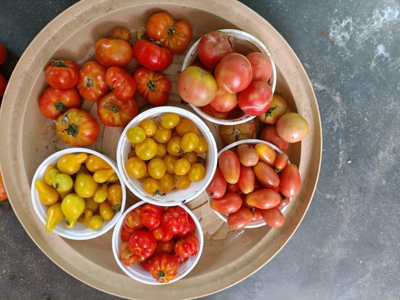 Yellow Wild Tomato | மஞ்சள் காட்டு தக்காளி
