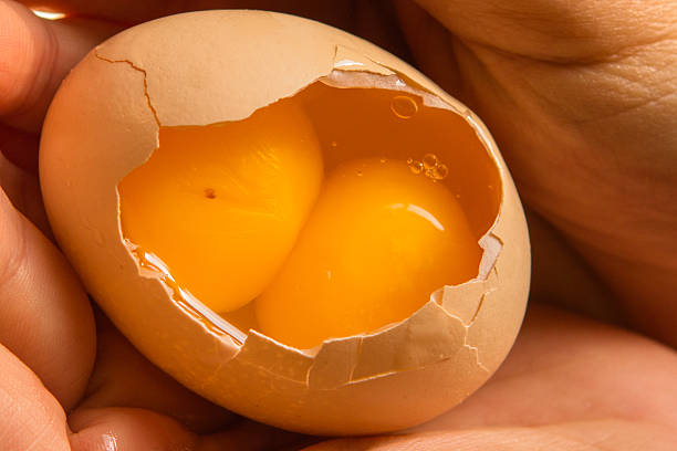 Titan Table Eggs Titan Table Eggs