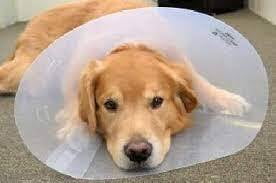 ELIZABETH COLLAR SIZE 30