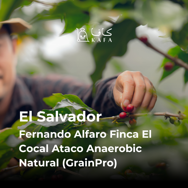 El Salvador-Fernando Alfaro - Finca El Cocal - Ataco - Anaerobic - Natural (GrainPro) (69kg) -P21335