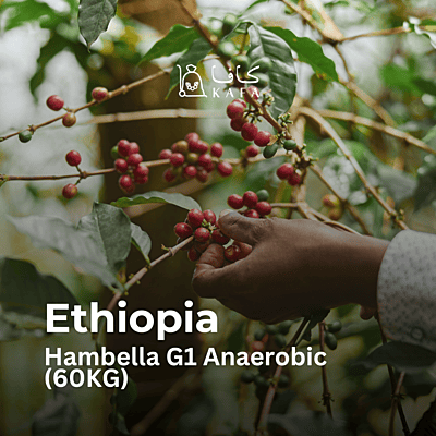 Ethiopia - Hambella G1 Anaerobic (60KG) - E240182