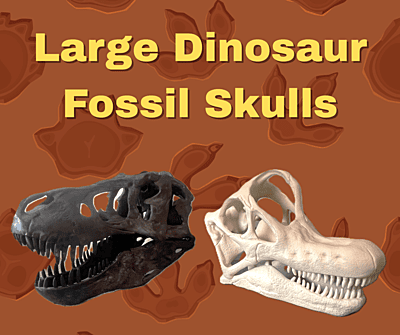 Fossil Skull (Large)