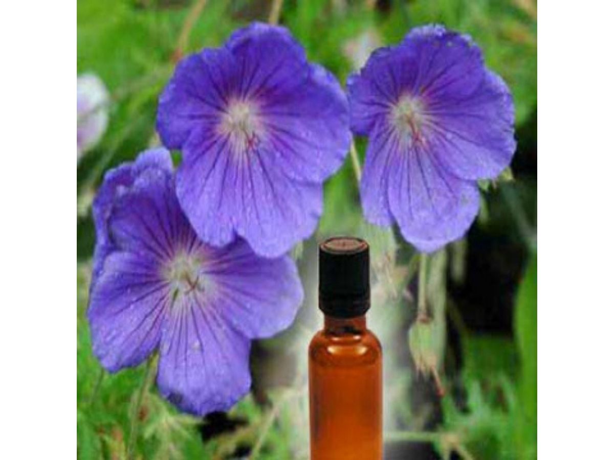 Geranium Essential Oil