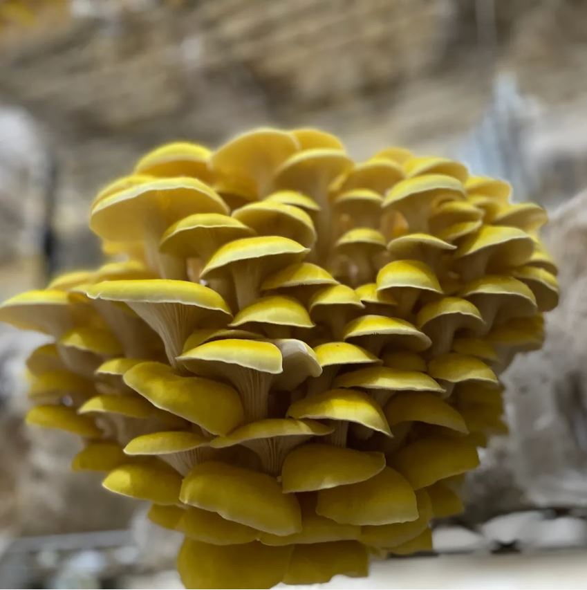 Golden Oyster Mushooms Golden Oyster Mushooms