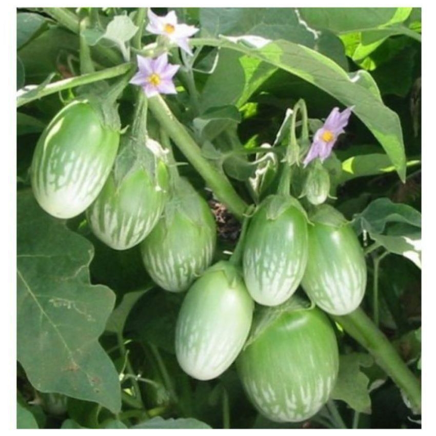 GREEN BRINJAL | பச்சை கத்தரிக்காய்