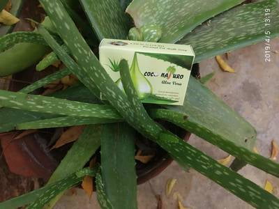 Coconaturo handmade Aloevera herbal soap