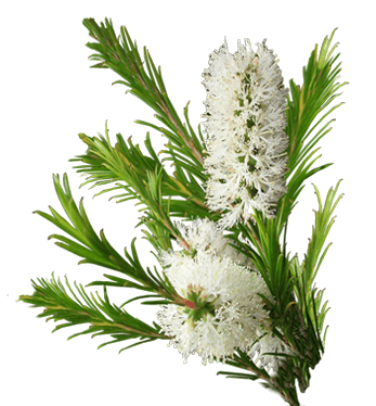 Huile essentielle de Tea Tree Huile essentielle de Tea Tree
