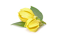 Huile essentielle d'Ylang Ylang Huile essentielle d'Ylang Ylang
