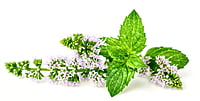 Huile essentielle de Menthe poivrée Huile essentielle de Menthe poivrée