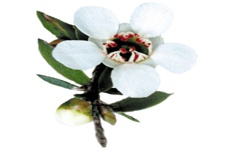 Huile essentielle de Manuka Huile essentielle de Manuka