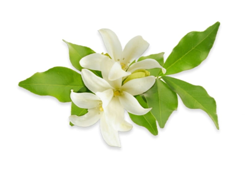 Huile essentielle de Jasmin Huile essentielle de Jasmin