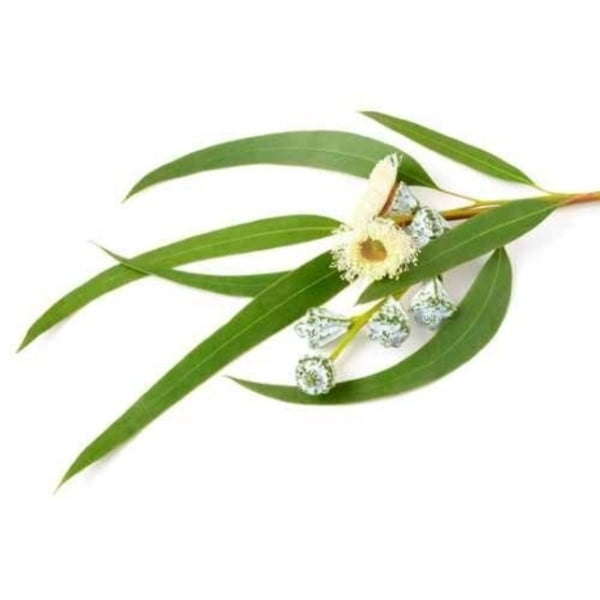 Huile essentielle d'Eucalyptus Globulus Huile essentielle d'Eucalyptus Globulus