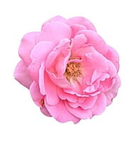 Huile essentielle de Rose Huile essentielle de Rose