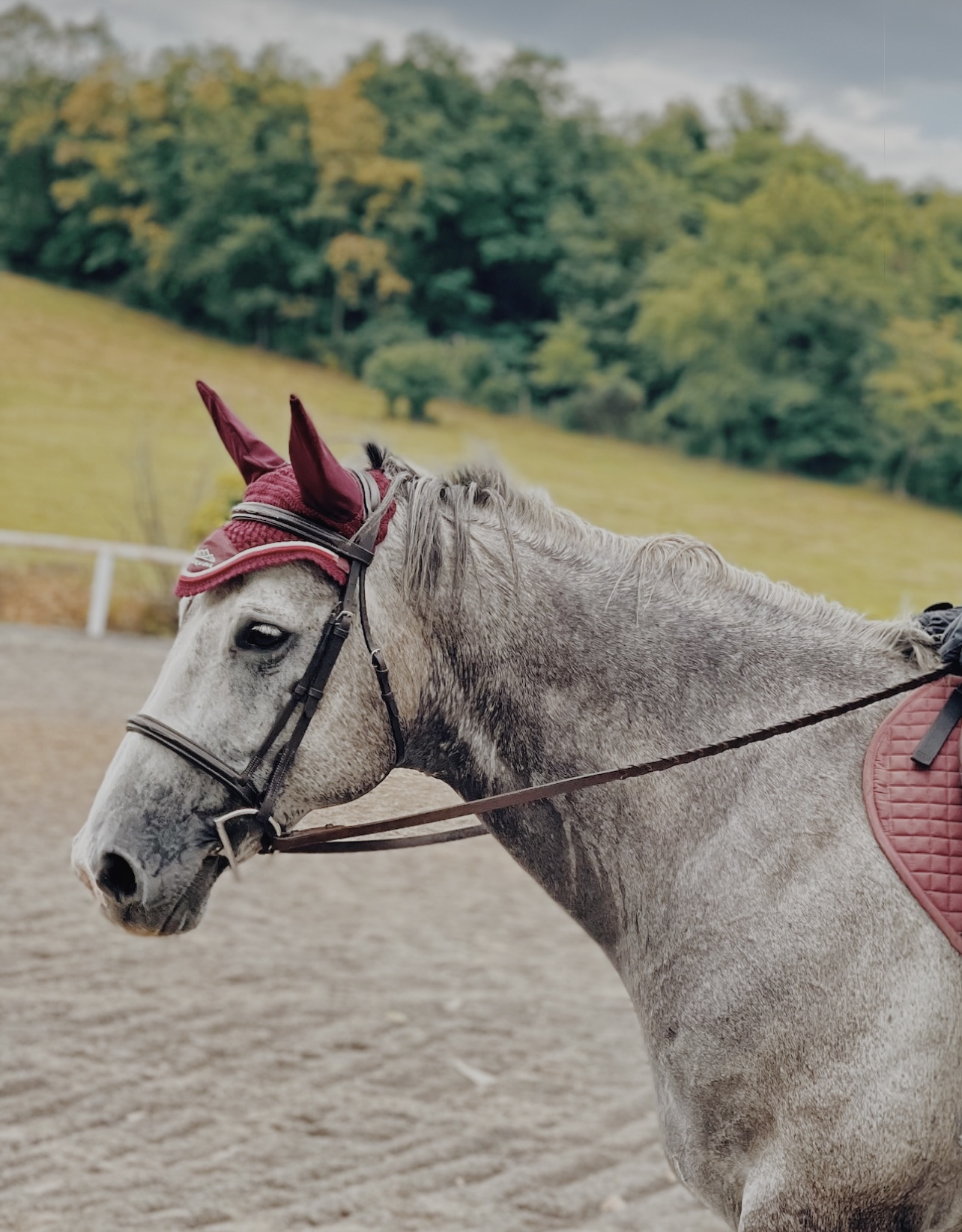 Burgundy Ear Bonnnets