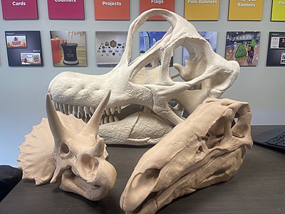 Dinosaur Skull Fossils (Set of 3)
