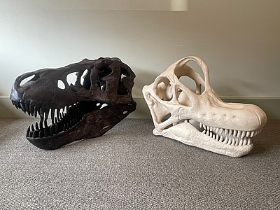 Fossil Skull (Large) Fossil Skull (Large)