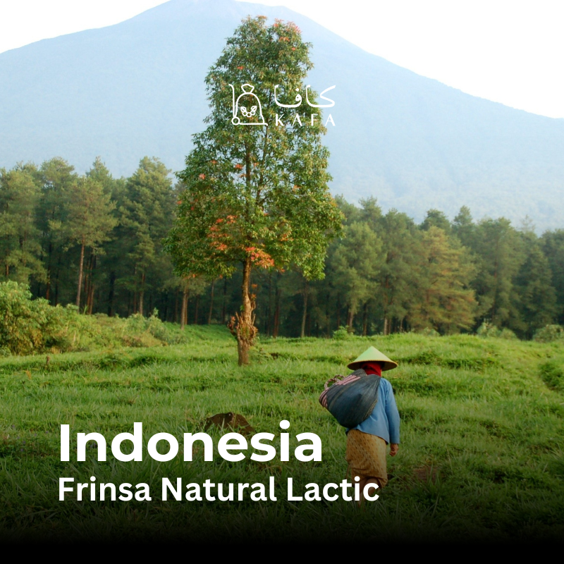 Indonesia - Frinsa Natural Lactic (30KG) - E240363 Indonesia - Frinsa Natural Lactic (30KG) - E240363