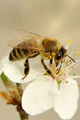 SAVANNAH PURE HONEY 375gr