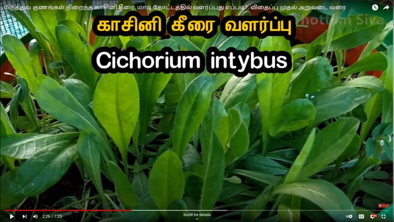 KASINI KEERAI ( CHICORY LEAVES ) ( காசினி கீரை)
