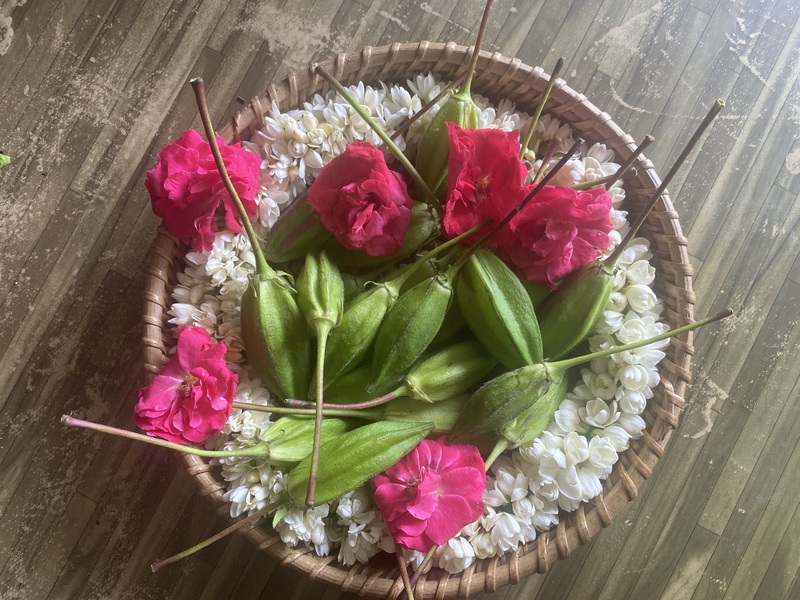 Kasthuri Okra | கஸ்துரி வெண்டை