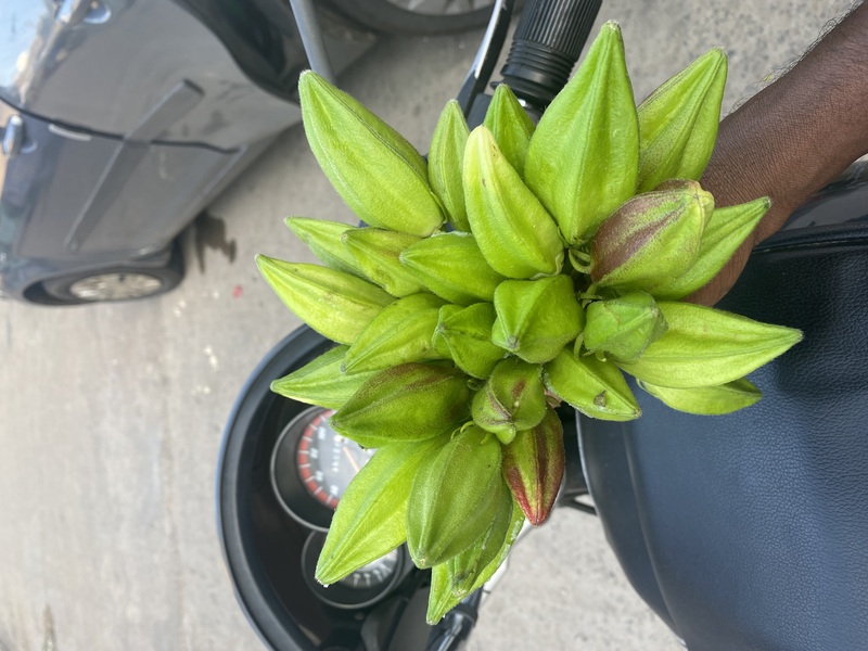 Kasthuri Okra | கஸ்துரி வெண்டை