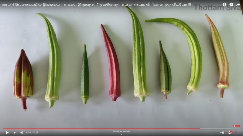 Ladies Finger - Long  Paruman ( பச்சை பருமன் நீள  வெண்டை)