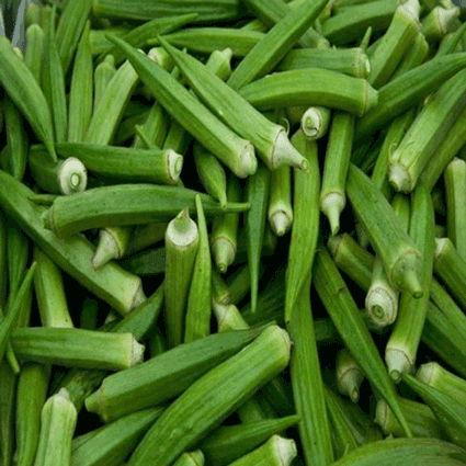 LADIES FINGER LONG GREEN