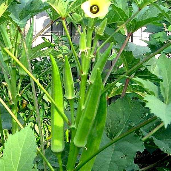 LADIES FINGER LONG GREEN