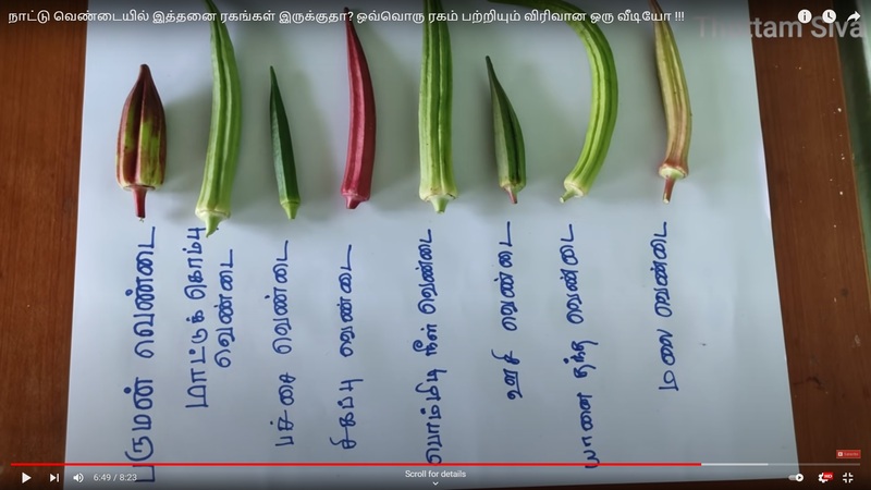 Ladies Finger - Long  Paruman ( பச்சை பருமன் நீள  வெண்டை)