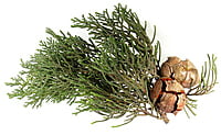 Cyprès Cyprès