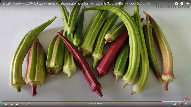 Ladies Finger - Long  Paruman ( பச்சை பருமன் நீள  வெண்டை)