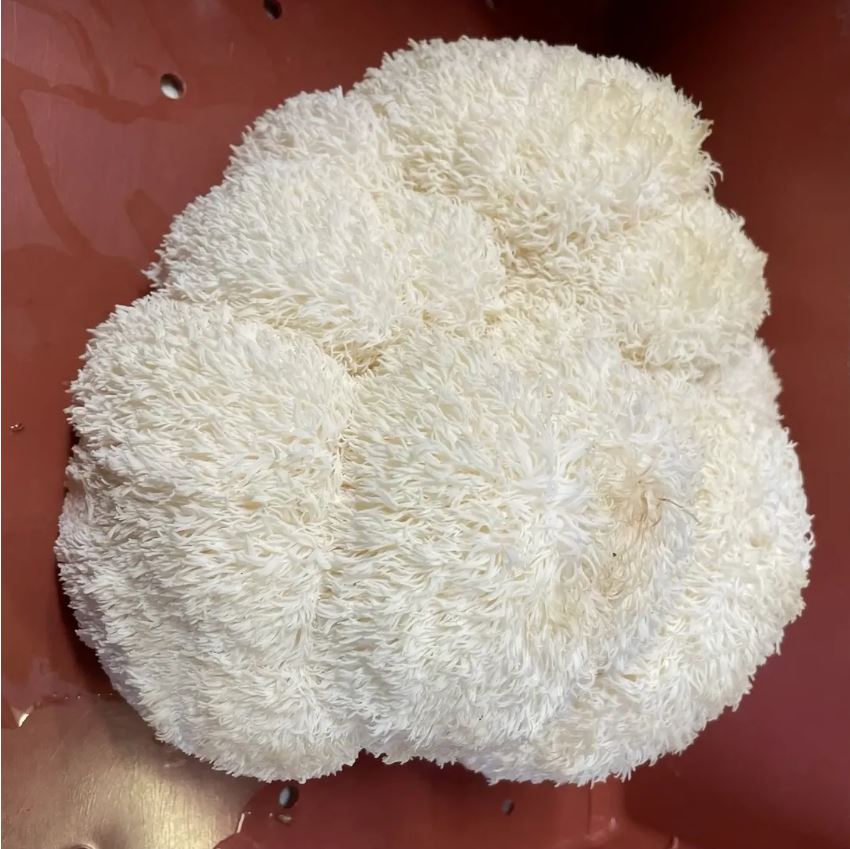 Lions Mane Lions Mane