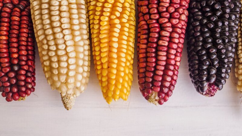 MAIZE YELLOW NATIVE CORN - MAKKASOLAM (மக்காசோளம்- மஞ்சள் )