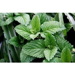 Mint Leaves 100gm