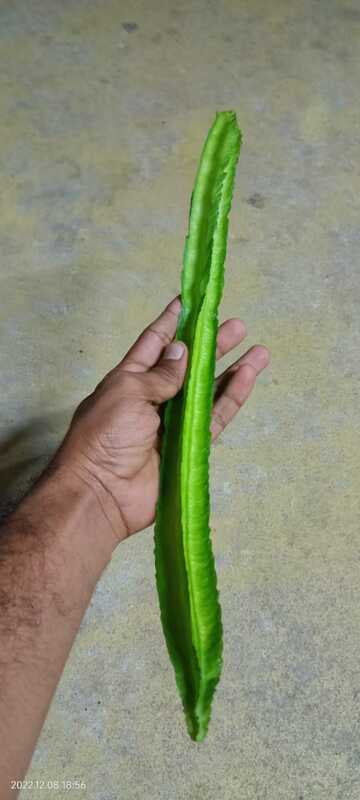 winged beans avarai | சிறகு அவரை