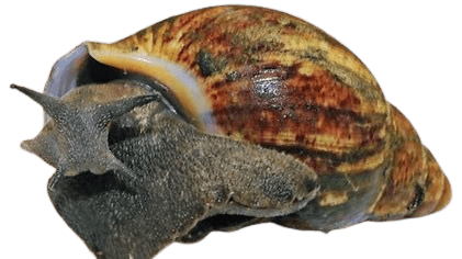 Snail=WITH OPTIONS