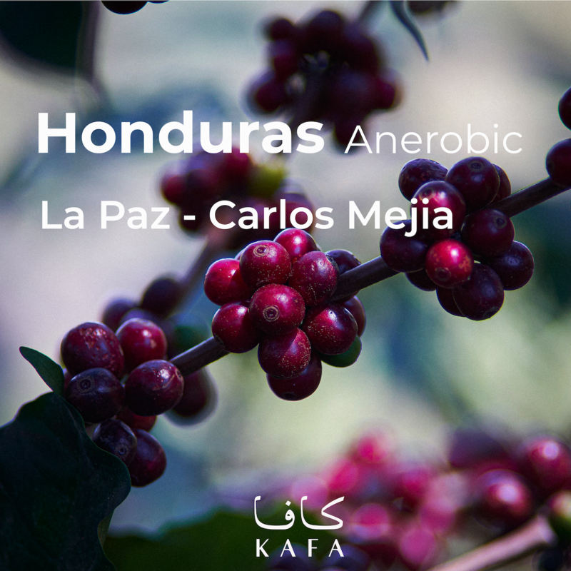 Honduras- Anerobic Natural- La Paz Carlos Mejia - Finca La Valentina Red Catuai & IHCAFE90 (69KG) - P20616 Honduras- Anerobic Natural- La Paz Carlos Mejia - Finca La Valentina Red Catuai & IHCAFE90 (69KG) - P20616
