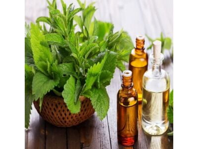 Peppermint Essential Oil