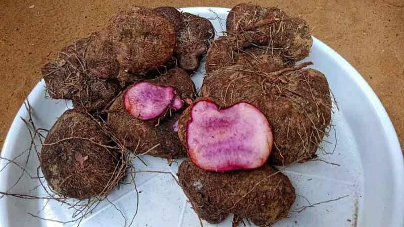Purple Yam | இராசவள்ளி கிழங்கு