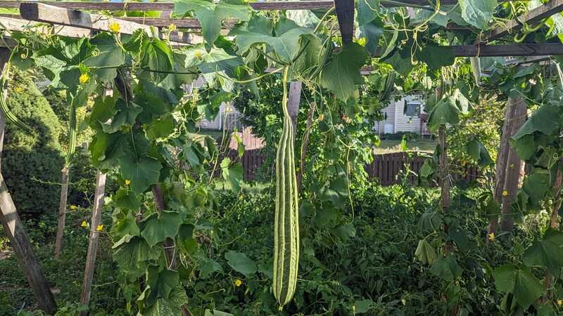 PEERKANKAI - RIDGE GOURD (பீர்க்கங்காய்)
