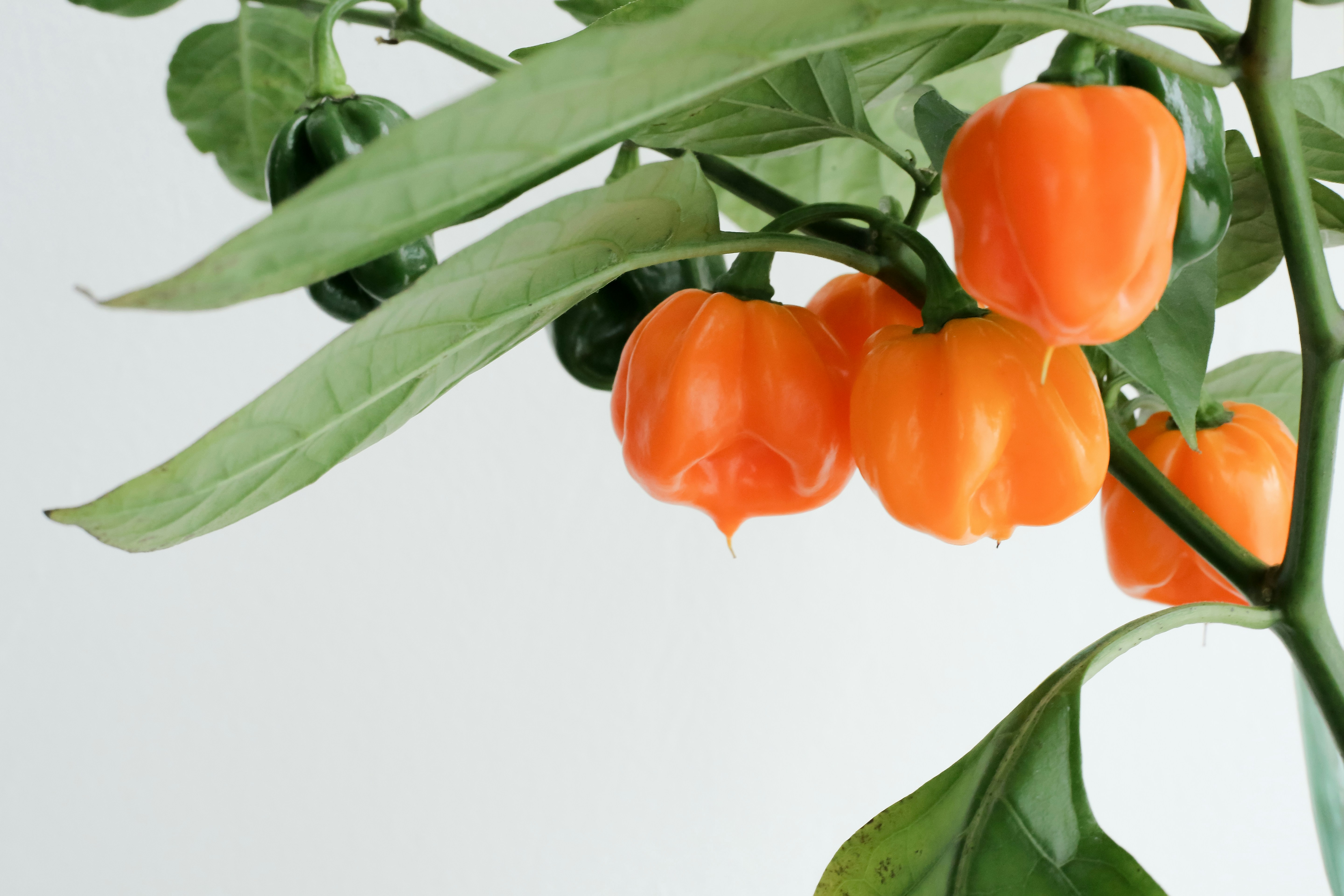 Piments Habaneros séchés Piments Habaneros séchés