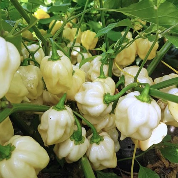 Assortiment de piments frais