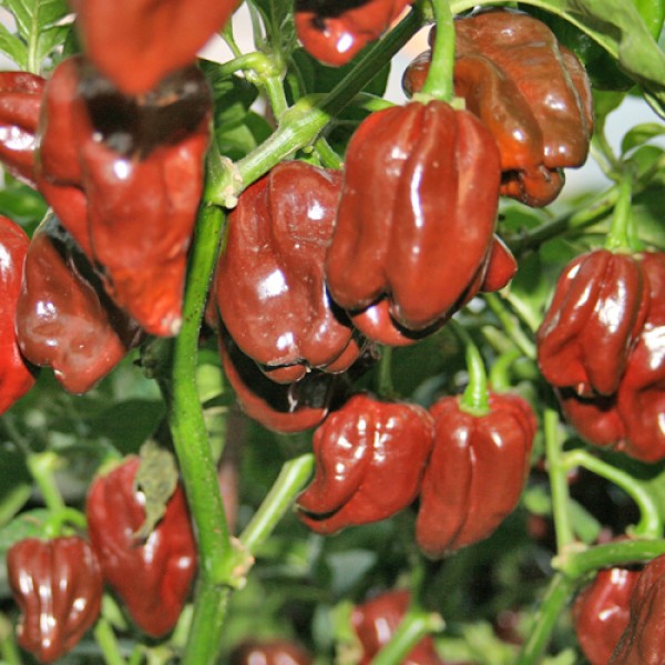 Assortiment de piments frais