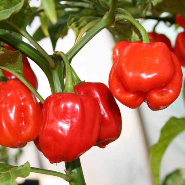 Assortiment de piments frais
